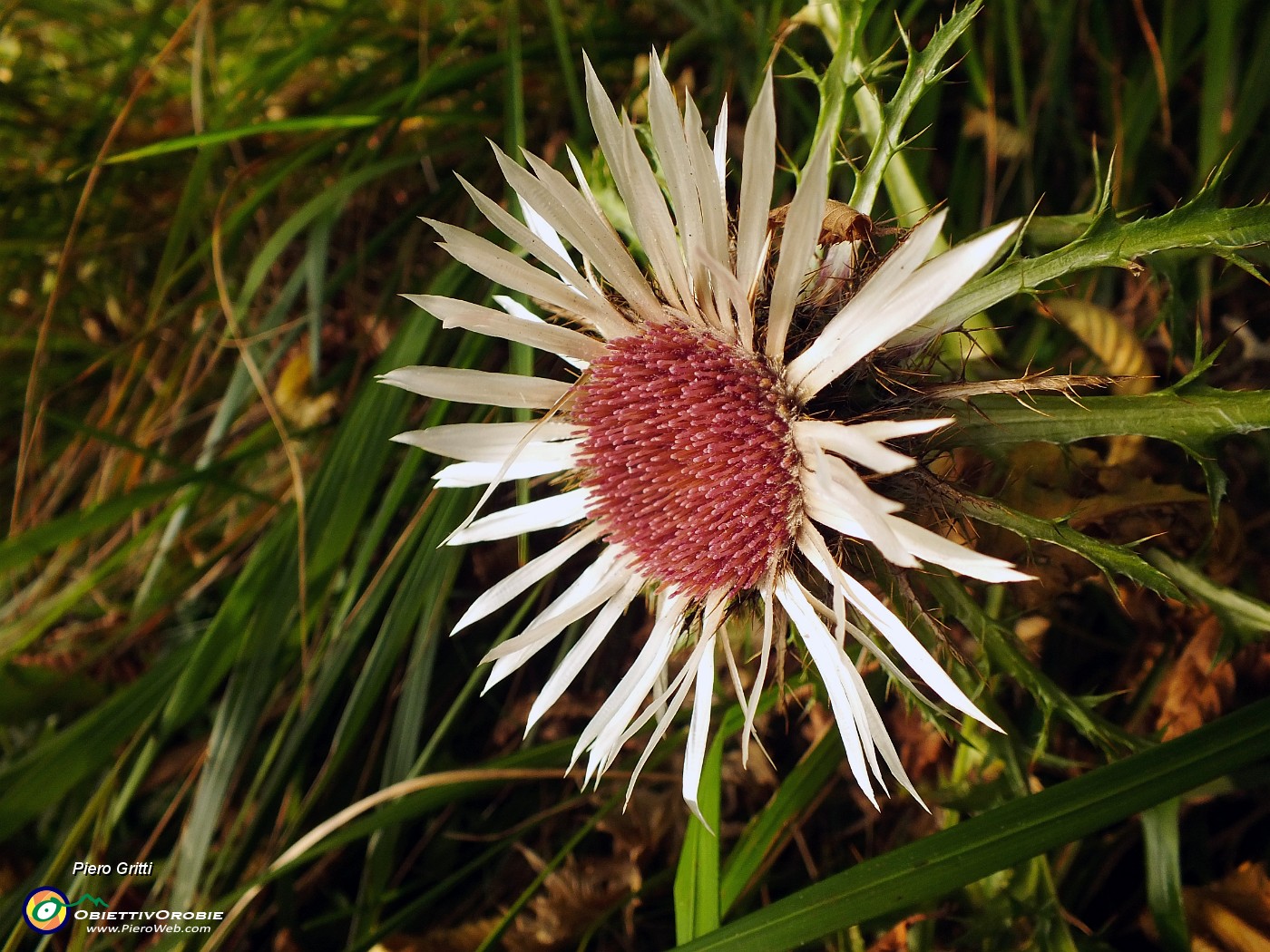 95 Fiore di carlina.JPG